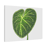 Philodendron Gloriosum Canvas Print – Botanical Wall Art