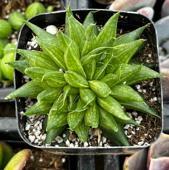 Haworthia marumiana plant in a pot with small pebbles on a blurred background
