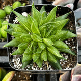 Haworthia marumiana plant in a pot with small pebbles on a blurred background