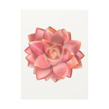 Graptosedum California Sunset Succulent Canvas Print – Botanical Wall Art