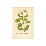 Salix caprea latifolia, Colorized Broad-Leaved Willow Engraving