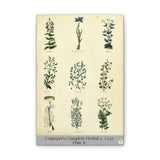 Culpeper’s Complete Herbal c.1750, Plate 8 Botanical Engraving Reproduction