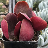Crassula 'Pondo Cliff' in a pot with blurred background