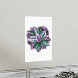 Tradescantia Nanouk Botanical Print – Unframed Wall Art