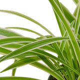 Reverse Spider Plant (Chlorophytum comosum) – Multiple Sizes & Pot Options
