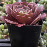Red Aeonium 'Velour' plant in a black pot with a blurred background