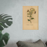 Sambucus caerulea (Blue Elderberry) with Moths, Colorized Reproduction from Erucarum Ortus (1717), GoGardenNow Exclusive