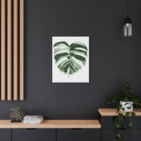 Melting Monstera Albo Canvas Print – Botanical Wall Art