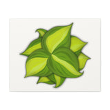 Philodendron Brasil Canvas Print – Botanical Wall Art