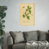 Atriplex sylvestris (Wild Orache) with Insects, Colorized Reproduction from Erucarum Ortus (1717)