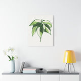 Philodendron Cream Splash Canvas Print – Botanical Wall Art