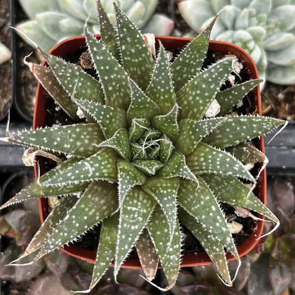Aristaloe aristata, formerly known as Aloe aristata aka Lance Aloe with a red pot in a greenhouse setting