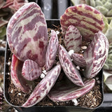 Kalanchoe Humilis 'Desert Surprise' with pink and white striped leaves in a pot