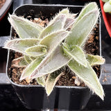 Small Kitten Ears Cyanotis Somaliensis plant in a pot with a blurred background