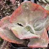 Close-up of a Echeveria Pink Ruffle