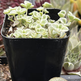 Sedum 'Little Missy' in a black pot with a blurred background