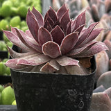 Potted Sempervivum 'Red Lion' plant with reddish-brown leaves in a black pot.