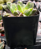 Faumatium Hybrid plant in a black pot with a blurred background