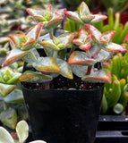 Potted Crassula 'High Voltage' plant with red and green leaves in a greenhouse setting
