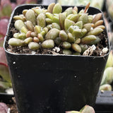 Anacampseros vanthielii plant in a black pot with a blurred background