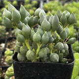 Senecio herreanus aka String of Tears plant with green buds in a black pot