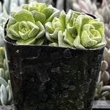 Crassula 'Dorothy' plant in a black pot with a blurred background