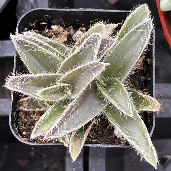 Small Kitten Ears Cyanotis Somaliensis plant in a pot with a blurred background