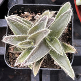 Small Kitten Ears Cyanotis Somaliensis plant in a pot with a blurred background