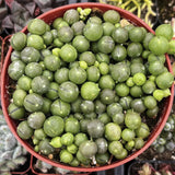 Curio rowleyanus aka String of Pearls plant in a red pot with a blurred background