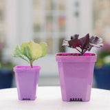 Two small potted plants in purple pots on a table with a blurred background 3.3" Heavy Duty Seed Starting Pots