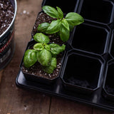 Small potted plants in a black plastic tray on a wooden surface 3.3" Heavy Duty Seed Starting Pots