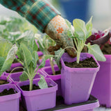 Person wearing gardening gloves handling small plants in purple pots. 3.3" Heavy Duty Seed Starting Pots