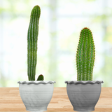 Two potted Organ Pipe Cactus on a wooden surface with a blurred natural background