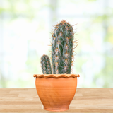 Potted Old Man of the Andes Cactus on a wooden surface with a blurred natural background