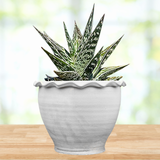 Tiger Aloe in a decorative white pot on a wooden surface with a blurred natural background