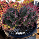 Ferocactus pringlei with pink spines in a pot, labeled 'Cluster D'.