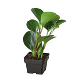 Peperomia Thailand - 4" Pot - NURSERY POT ONLY