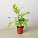 Pothos 'Golden' - 4" Pot - NURSERY POT ONLY