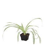 Reverse Spider Plant (Chlorophytum comosum) – Multiple Sizes & Pot Options