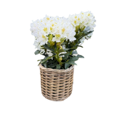 Potted plant with white flowers in a wicker basket on a white background