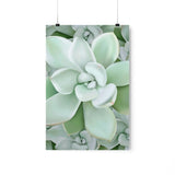 Pachyveria Haagei Succulent Pattern Botanical Print – Unframed Wall Art
