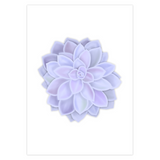 Graptopetalum Murasaki Succulent Greeting Card – Blank Inside With Envelope