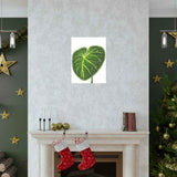 Philodendron Gloriosum Botanical Print – Unframed Wall Art