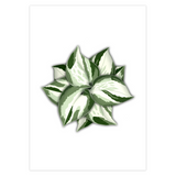 Manjula Pothos Greeting Card – Blank Inside With Envelope