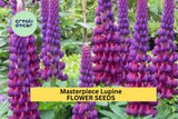 25+ Masterpiece Lupine Seeds – Purple & Red Bi-Color Spikes for Garden Planting, Pollinator-Friendly Perennial Blooms – USA