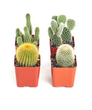 Four potted cacti of different types on a white background