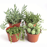 Trailing Succulents (Collection of Four)