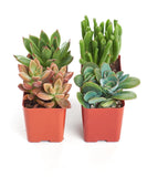 Four potted succulents in red pots on a white background