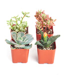 Four small potted succulents on a white background