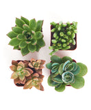 Four small succulent plants in pots on a white background